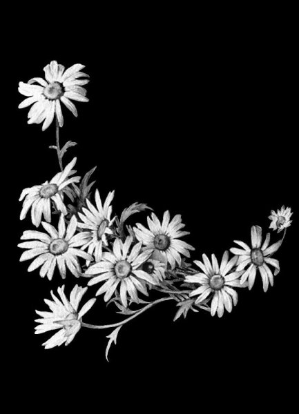 Розы для гравировки на памятниках