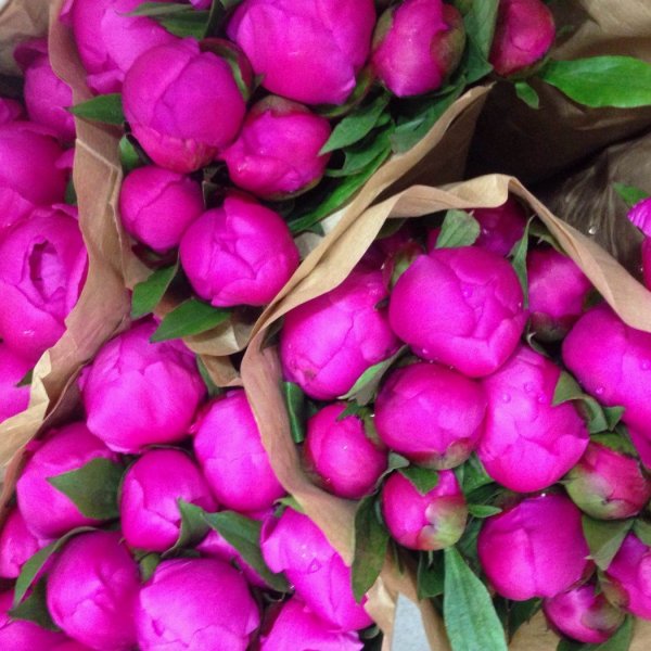 Пионы фуксия