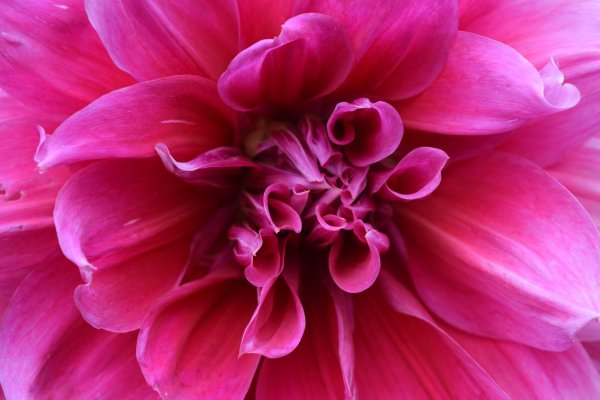 Цветы малинового цвета