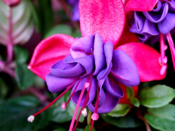 Цветы фуксии