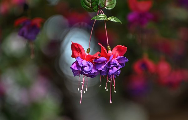 Цветы нежные фуксия