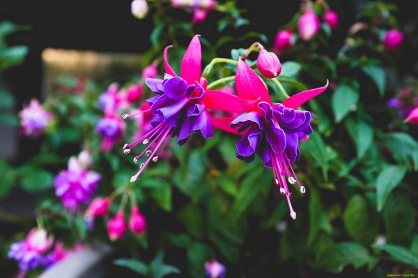 Фуксия Golden Monique