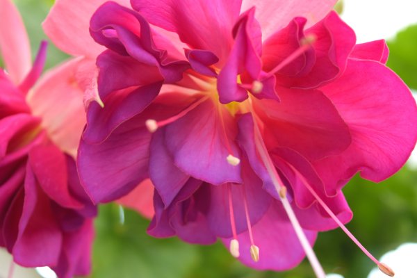 Цветок с цветами цвета фуксии