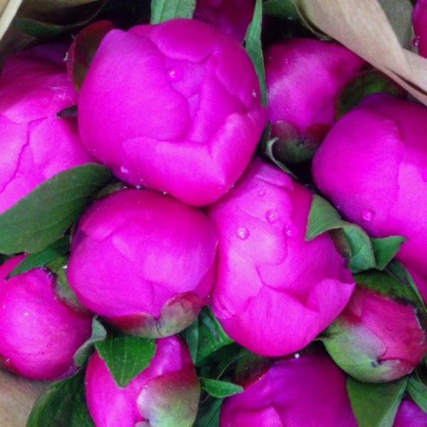 Пионы фуксия