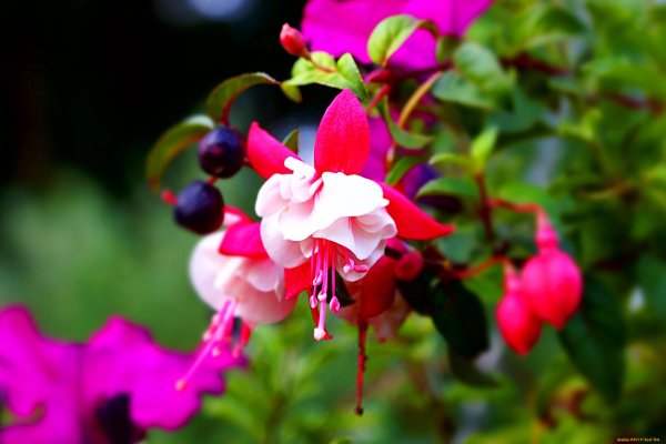 Фуксия Вальтер Осман