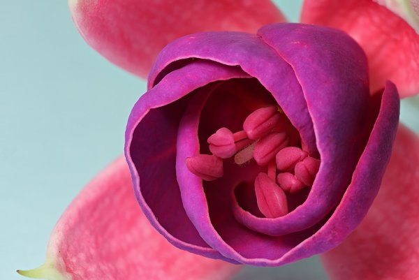 #Ff00ff фуксия