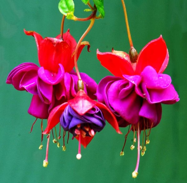 Фуксия Сильвер Шиме