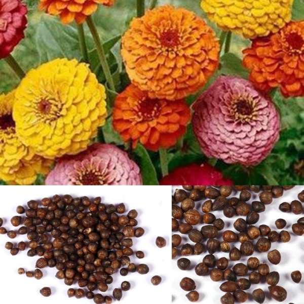 Семена цинии махровой