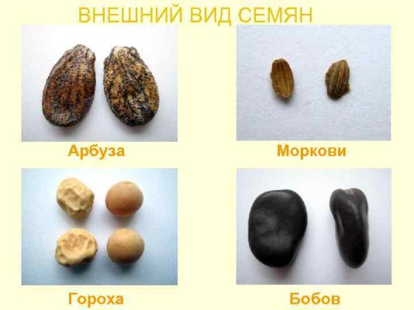 Семена различных растений