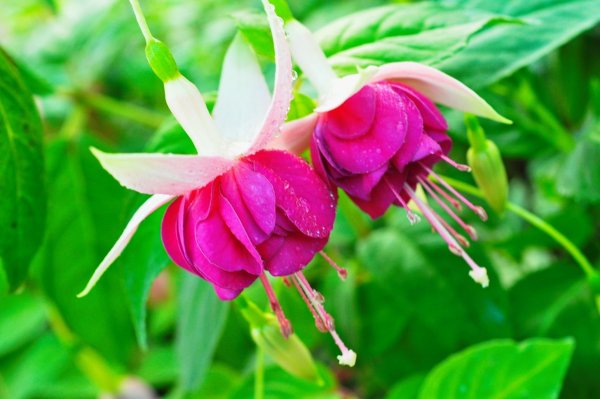 Фуксия wassernimpfe