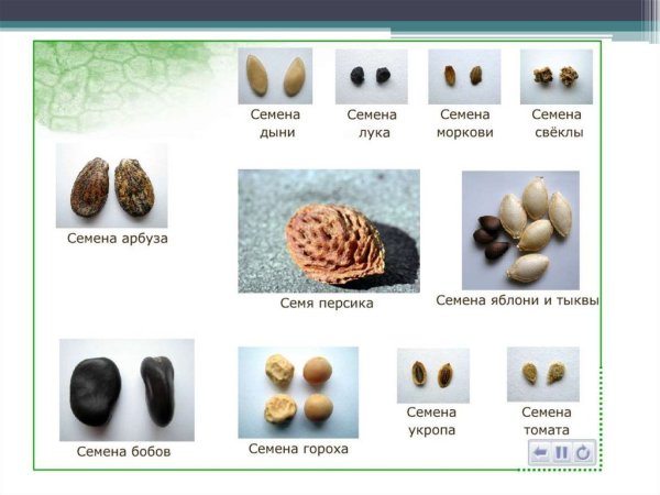 Семена и их названия