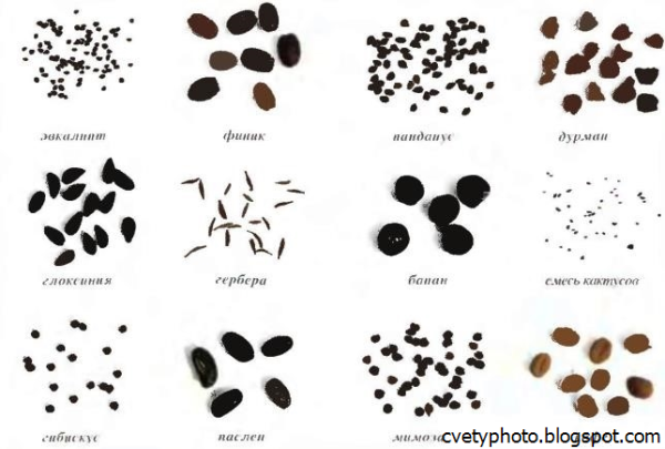 Семена черные мелкие