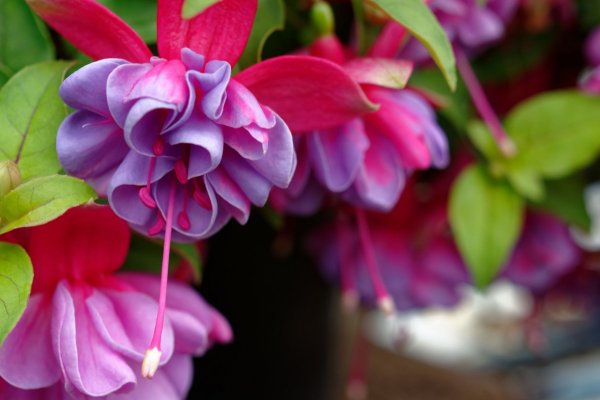 Фуксия краснолистная