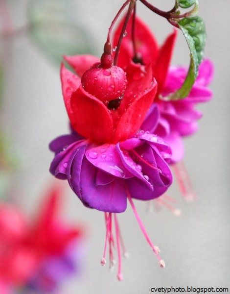 Розы цвета фуксии