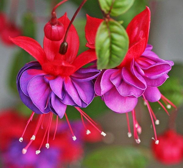 Фуксия Fuchsia