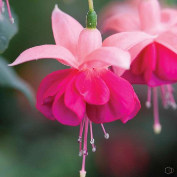 Ранункулус Клуни Пинк