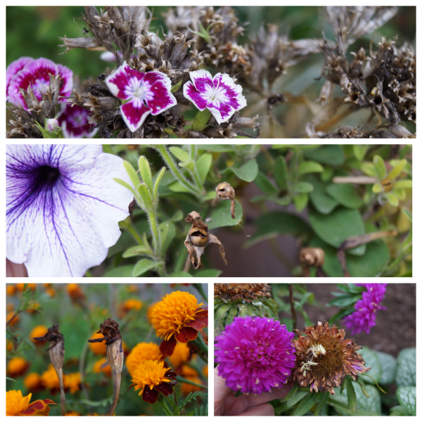 Сбор семян однолетних цветковых растений