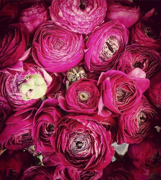 Фуксия Carole Hardwick