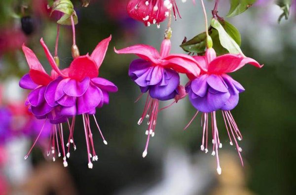 Пионовидные розы фуксия