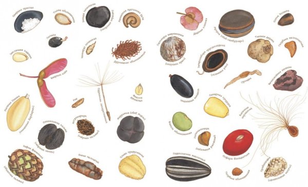 Семена растений