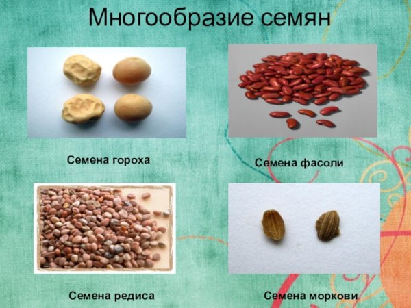 Семена различных растений