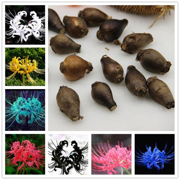 Семена и луковицы цветов