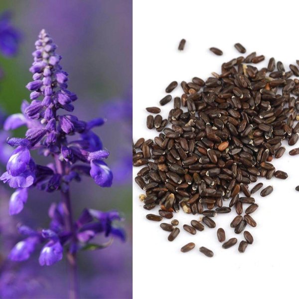Семена лаванды