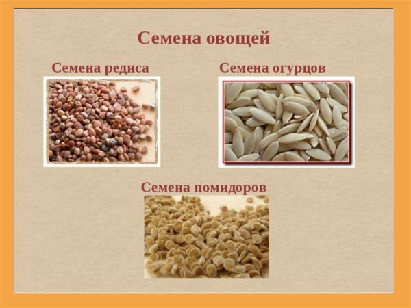 Семена овощных культур