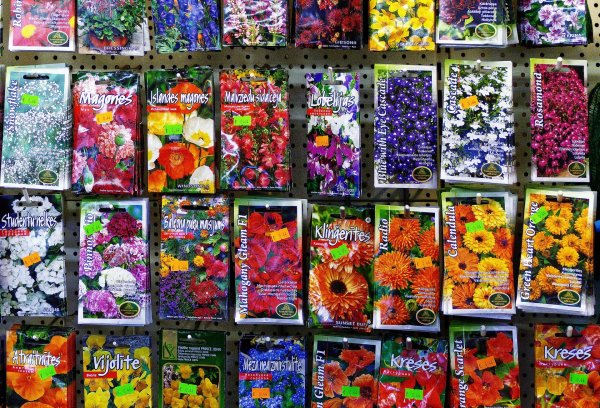 Цветы семена