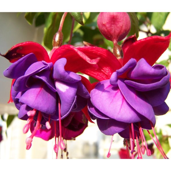 Розовый цвет