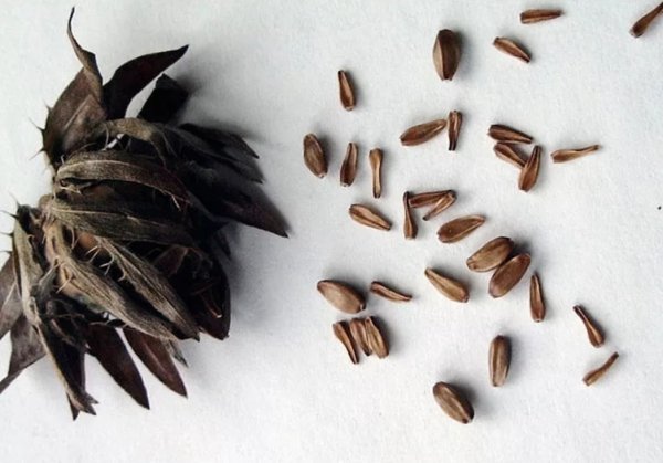 Семенная коробочка цинии