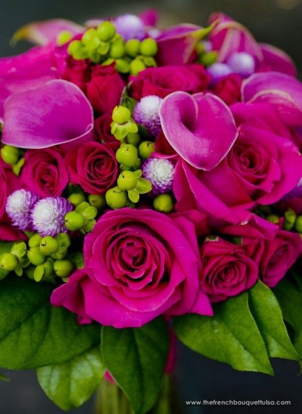 Камелия фуксия