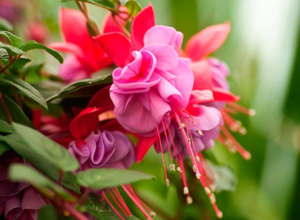 Розовая фуксия цвет