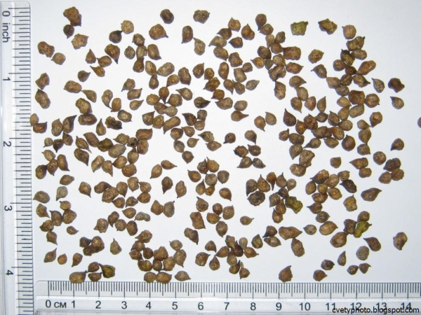 Свербига Восточная семена