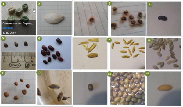 Форма семян