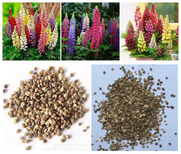 Семена Астра Кассандра