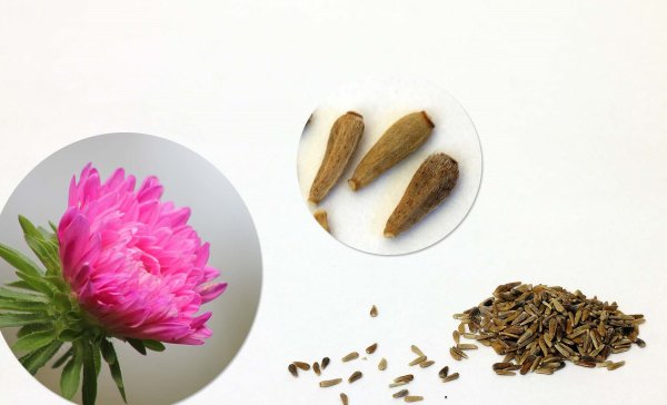 Гвоздика Jolt Purple семена