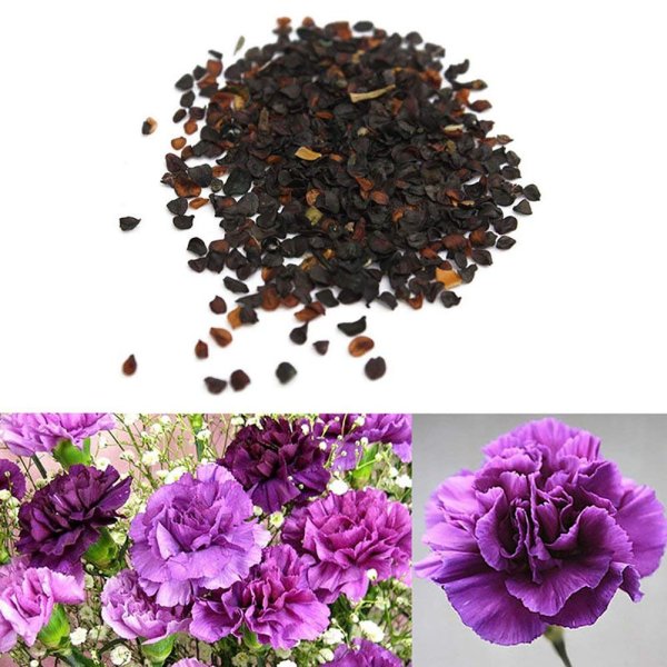 Семена гардении жасминовидной