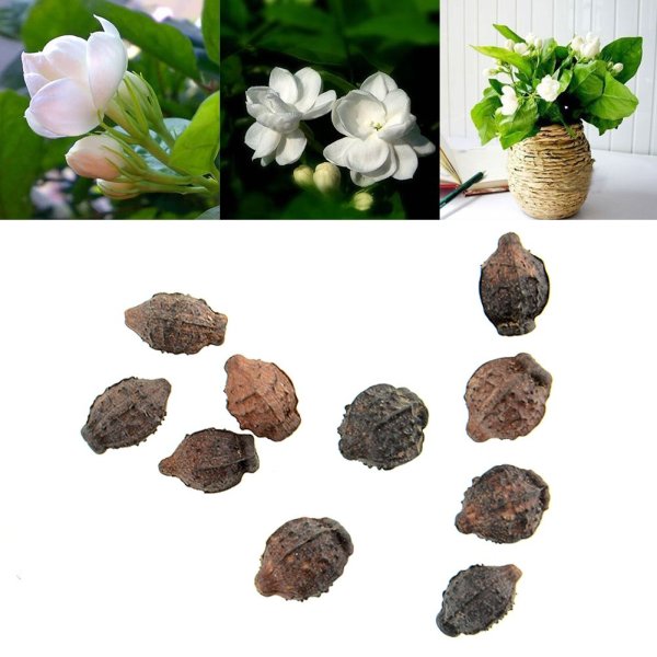 Семена цветов