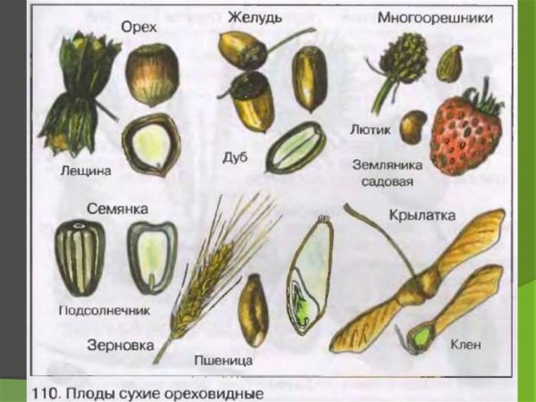 Семена растений с названиями