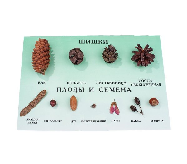 Семена масличных культур