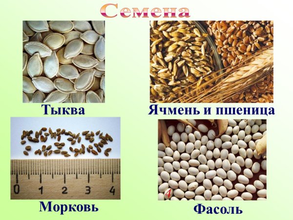 Семена календулы