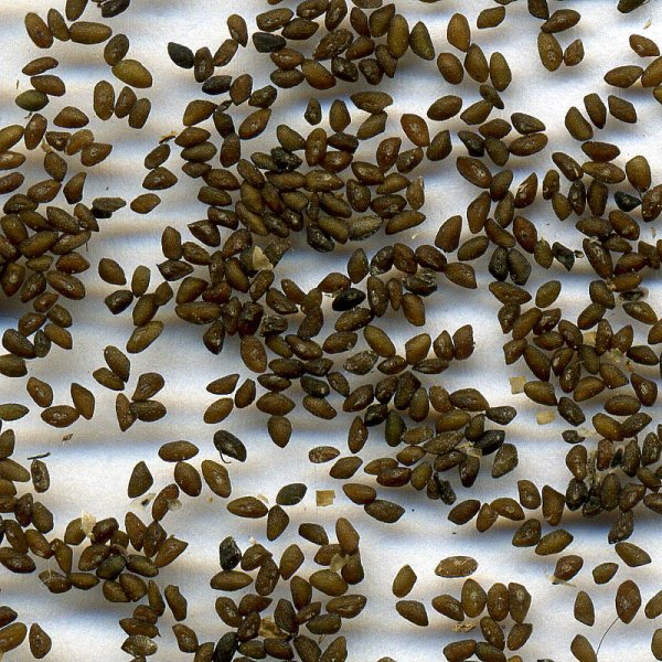 Семена цветов