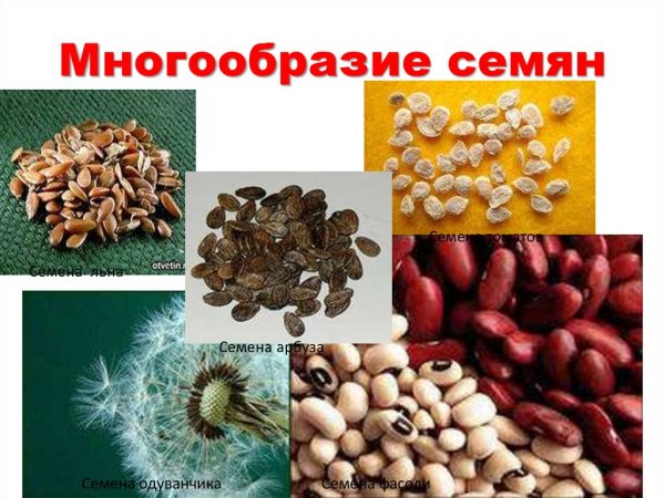 Семена инкарвиллеи