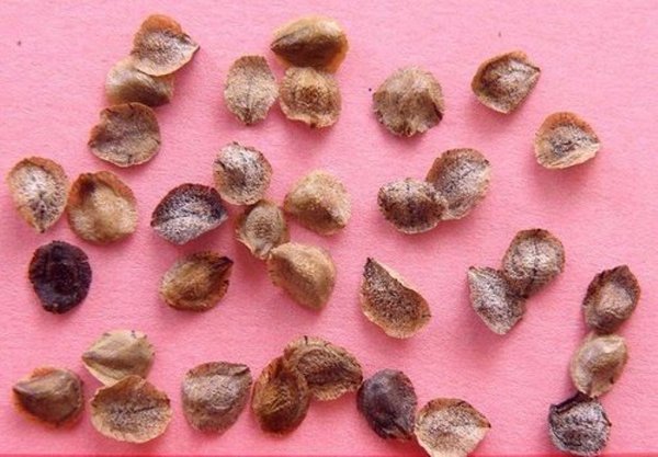 Семена овощей