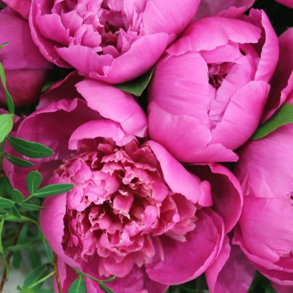 Фуксия прицветники