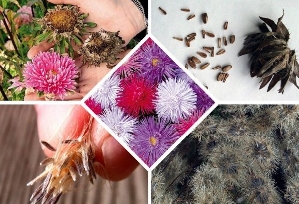 Семена пакетированные