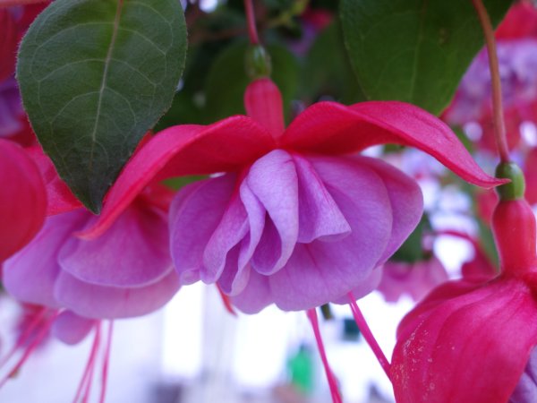 Букет пионы Флеминг