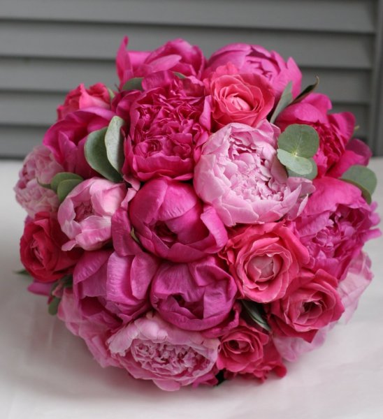 Фуксия амбро Кэмпбелл