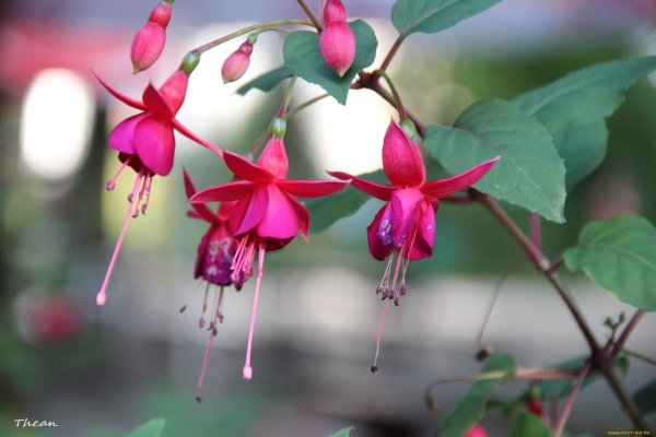 Фуксия Gillian Althea